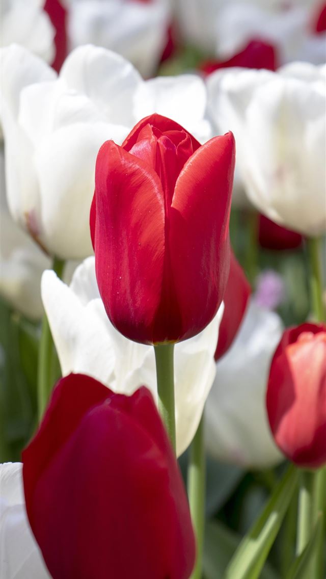 640x1136 Keukenhof - keukenhof iPhone Wallpaper
