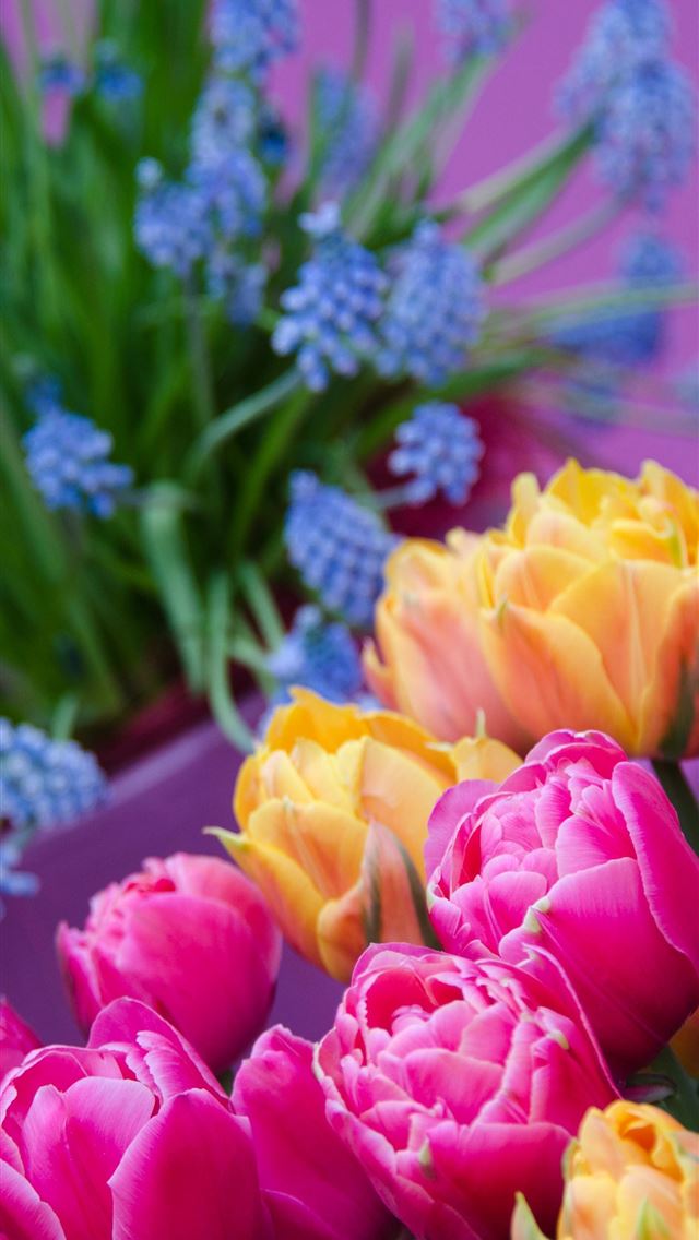 640x1136 Visiting Keukenhof Holland - keukenhof iPhone Wallpaper