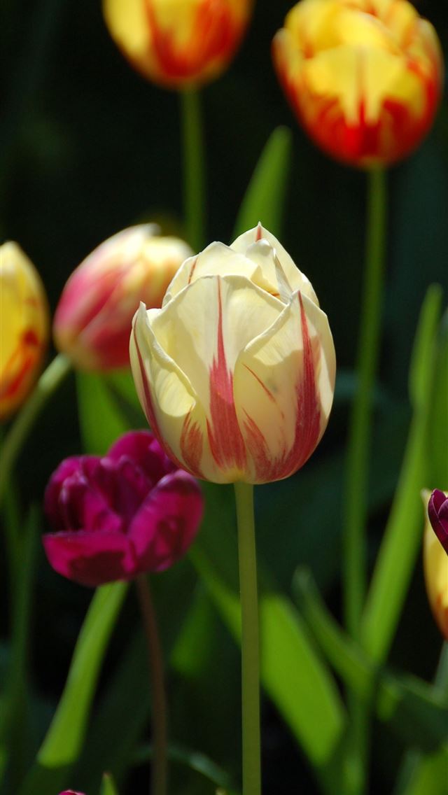 640x1136 Keukenhof - netherlands iPhone Wallpaper