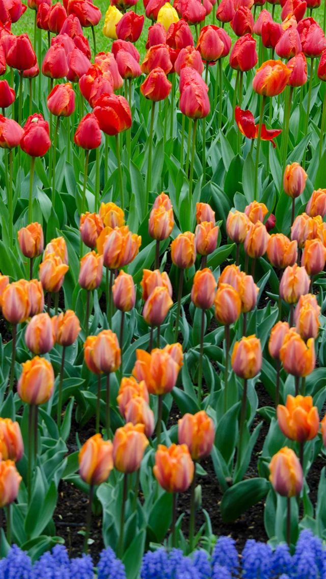 640x1136 Visiting Keukenhof Holland - keukenhof iPhone Wallpaper