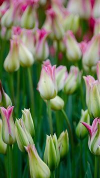 Visiting Keukenhof Holland wallpaper