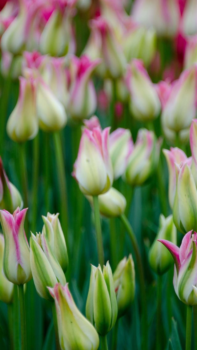 640x1136 Visiting Keukenhof Holland - netherlands iPhone Wallpaper