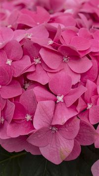 Visiting Keukenhof the world's largest tulip garde... wallpaper