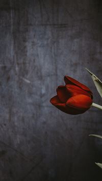 Red flowers tulips Netherlands pond Keukenhof Gard... wallpaper