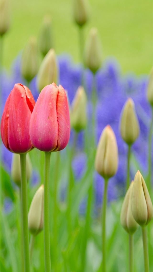 640x1136 Visiting Keukenhof Holland - keukenhof iPhone Wallpaper