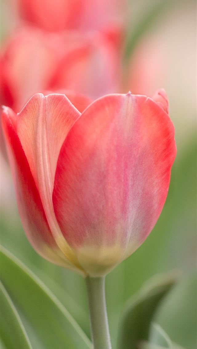 640x1136 Keukenhof - keukenhof iPhone Wallpaper