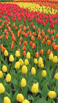 Keukenhof Gardens wallpaper