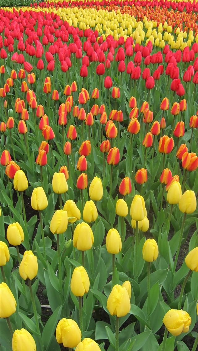 640x1136 Keukenhof Gardens - keukenhof iPhone Wallpaper