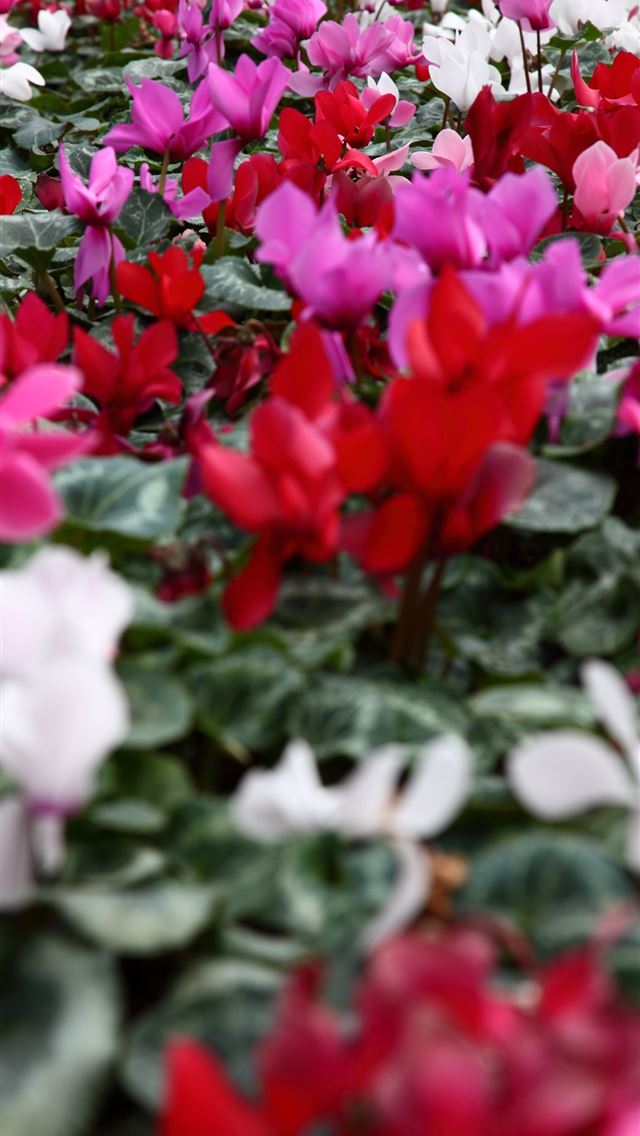 640x1136 Keukenhof - netherlands iPhone Wallpaper
