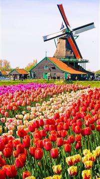Keukenhof wallpaper