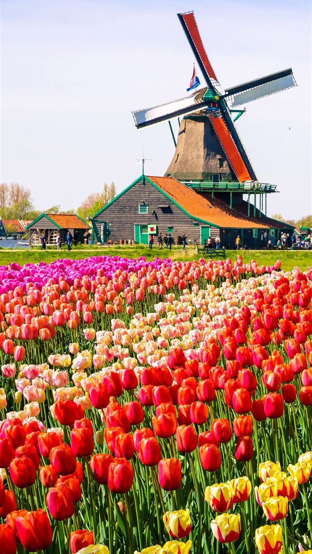 640x1136 Keukenhof - 100 most beautiful places to visit iPhone Wallpaper