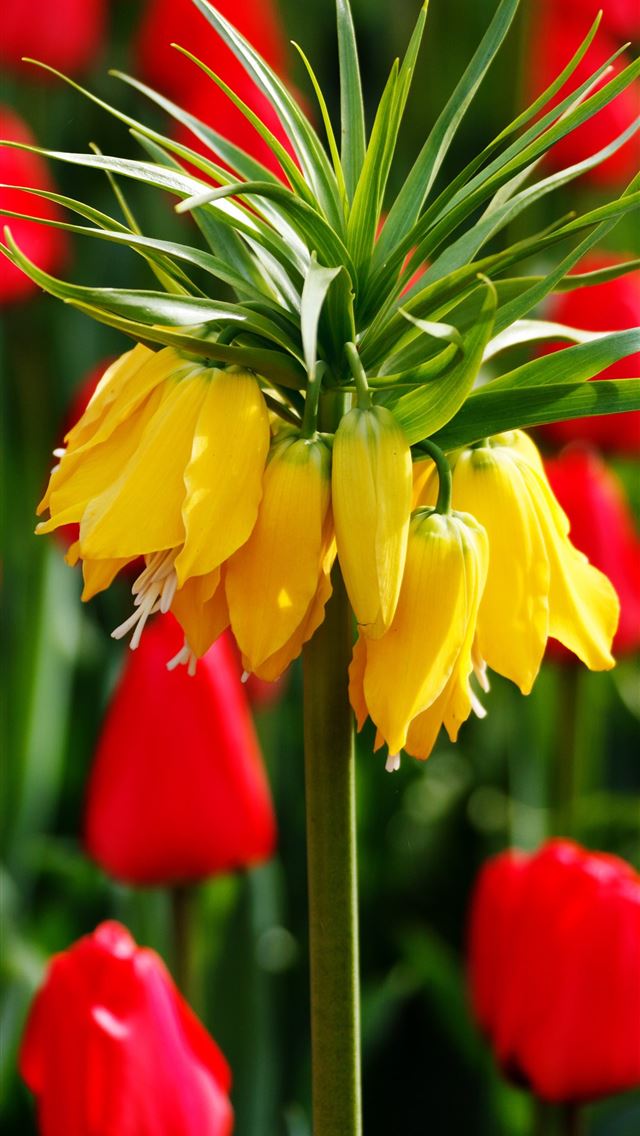 640x1136 Keukenhof - netherlands iPhone Wallpaper