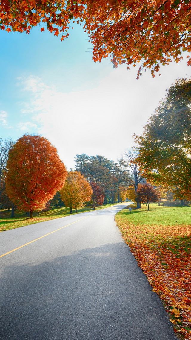 640x1136 Autumn Tree road landscape - defoliation iPhone Wallpaper