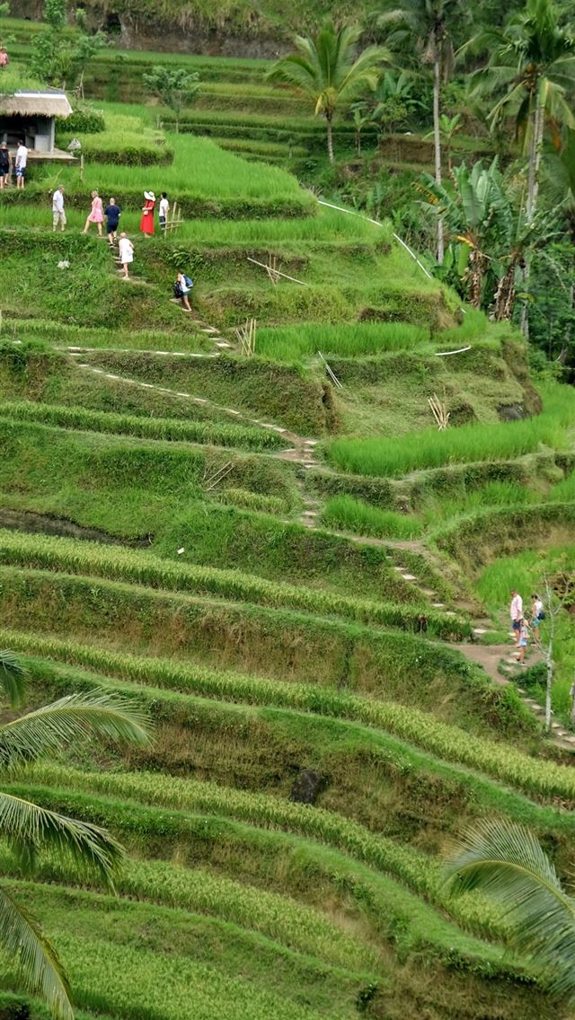 640x1136 Rice Terraces of Vietnam - 100 most beautiful places to visit iPhone Wallpaper