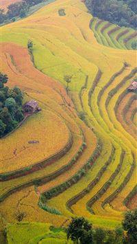 Rice Terraces of Vietnam wallpaper
