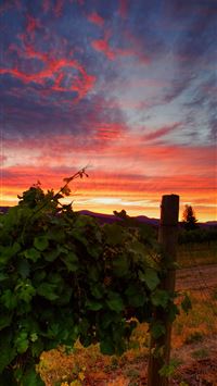 Rice Terraces of Vietnam wallpaper