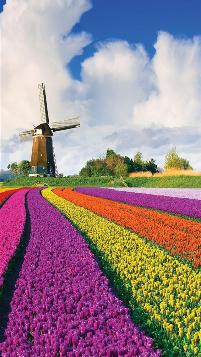 640x1136 Tulip Fields of Netherlands - 100 most beautiful places to visit iPhone Wallpaper