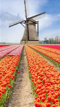 Tulip Fields of Netherlands wallpaper