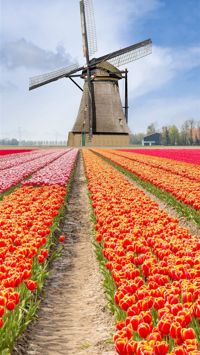 640x1136 Tulip Fields of Netherlands - tulip fields of netherlands iPhone Wallpaper