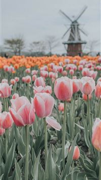 Tulip Fields of Netherlands wallpaper