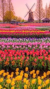 Tulip Fields of Netherlands wallpaper