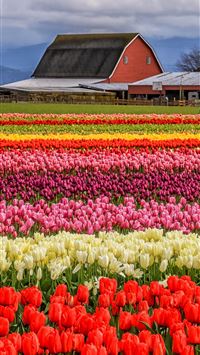 Tulip Fields of Netherlands wallpaper