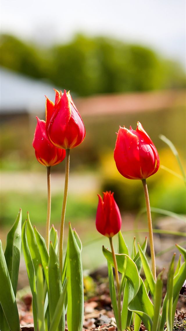 640x1136 Tulip Fields of Netherlands - 100 most beautiful places to visit iPhone Wallpaper