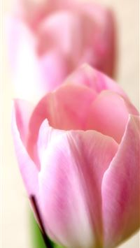 Tulip Fields of Netherlands wallpaper