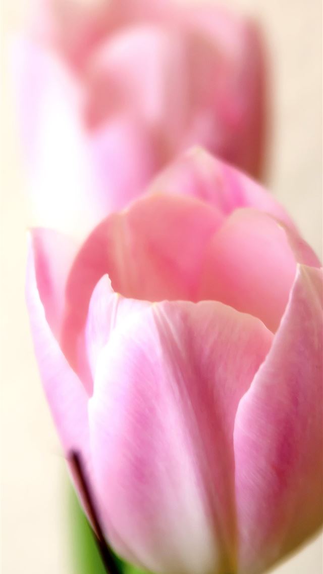 640x1136 Tulip Fields of Netherlands - tulip fields of netherlands iPhone Wallpaper