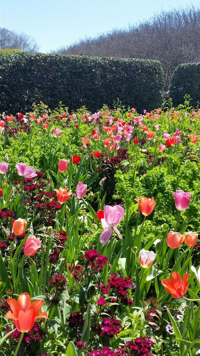 640x1136 Tulip Fields of Netherlands - 100 most beautiful places to visit iPhone Wallpaper