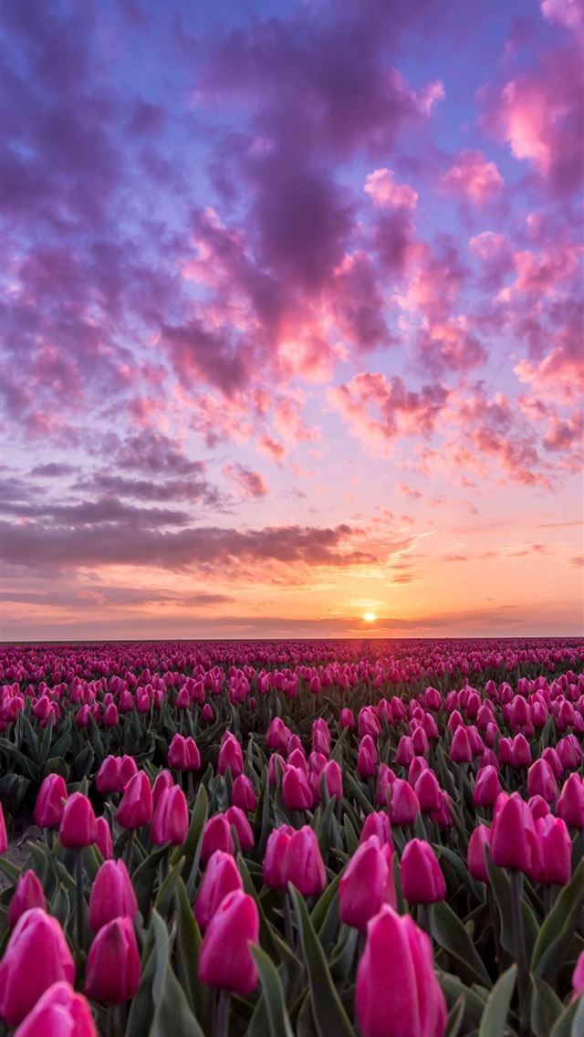640x1136 Tulip Fields of Netherlands - tulip fields of netherlands iPhone Wallpaper