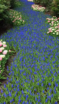 Tulip Fields of Netherlands wallpaper