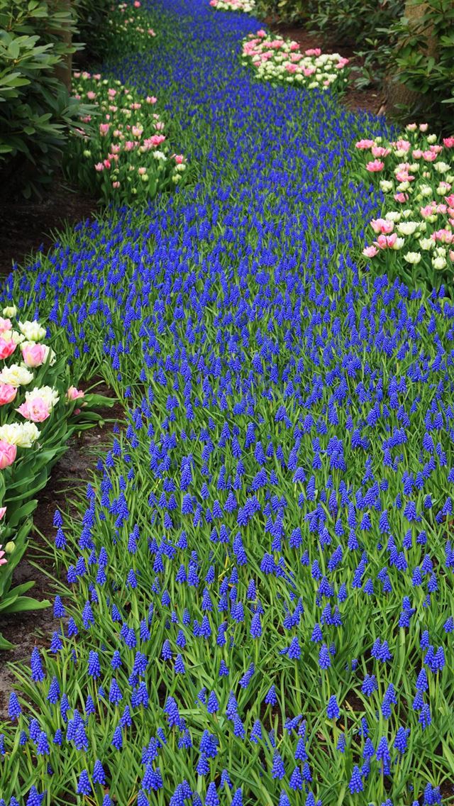 640x1136 Tulip Fields of Netherlands - 100 most beautiful places to visit iPhone Wallpaper