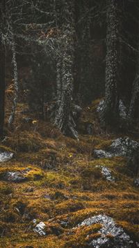 Stone Forest wallpaper