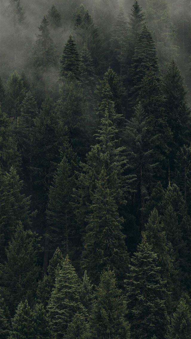 640x1136 Stone Forest - 100 most beautiful places to visit iPhone Wallpaper