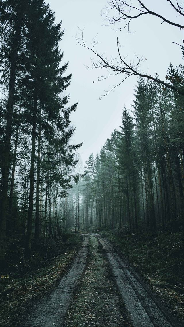 640x1136 Stone Forest - yunnan province iPhone Wallpaper