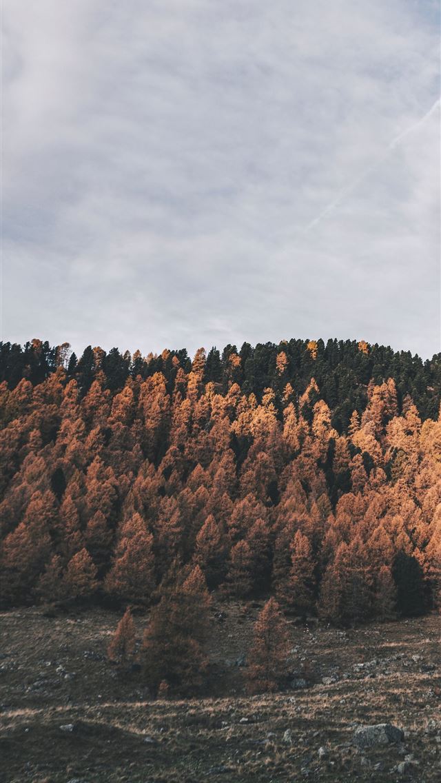 640x1136 Stone Forest - yunnan province iPhone Wallpaper