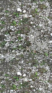 Stone Forest wallpaper