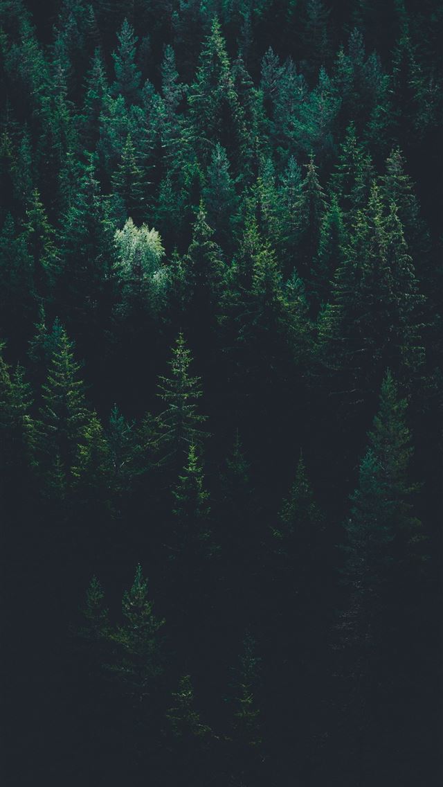 640x1136 Stone Forest - china iPhone Wallpaper
