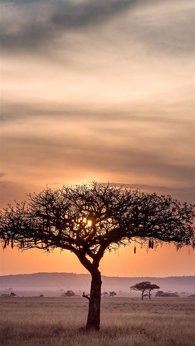 640x1136 Sunset in Serengeti Tanzania 5203 x - tanzania iPhone Wallpaper