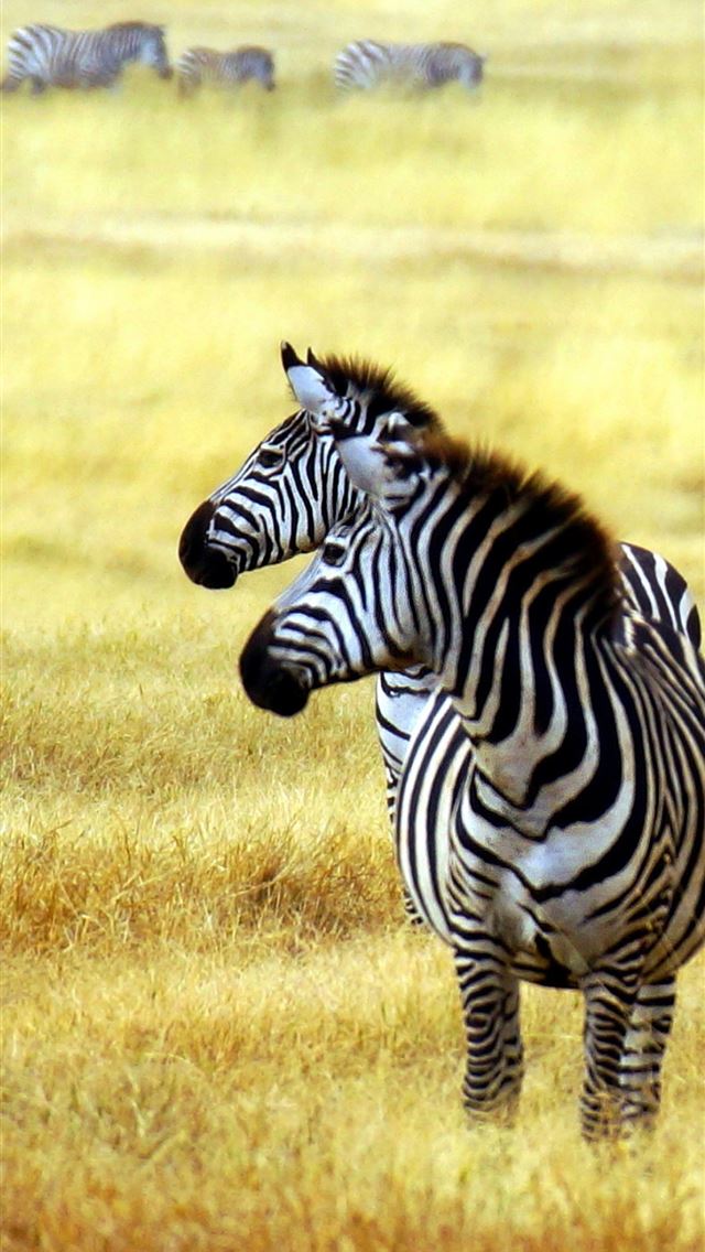 640x1136 Serengeti - tanzania iPhone Wallpaper