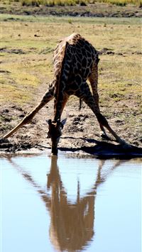 Africa Animal Zebra Safari Serengeti animal wildli... wallpaper