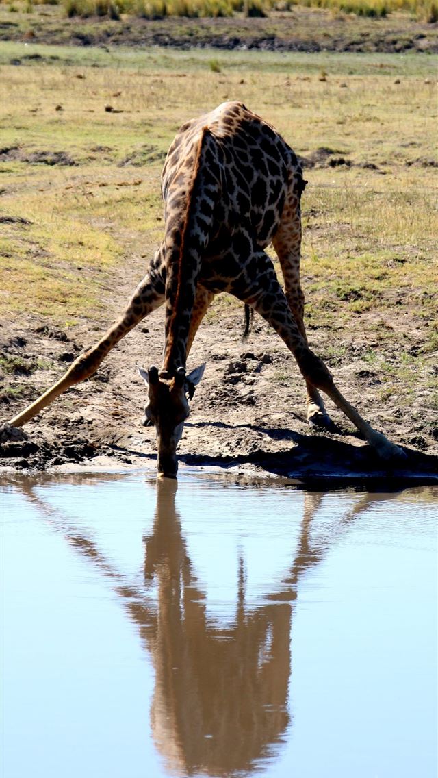 640x1136 Africa Animal Zebra Safari Serengeti animal wildli... - tanzania iPhone Wallpaper