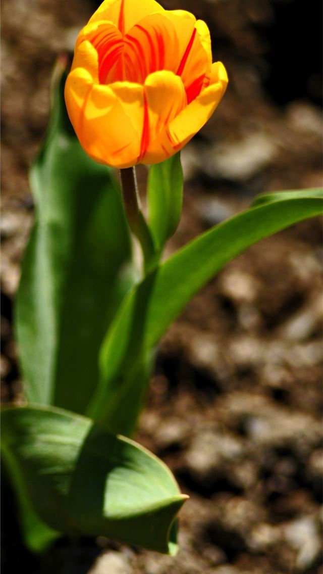 640x1136 Serengeti - tanzania iPhone Wallpaper