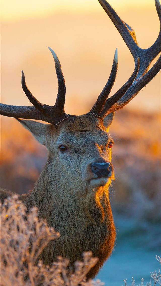 640x1136 Serengeti - tanzania iPhone Wallpaper