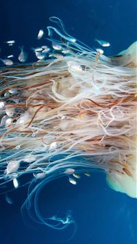 Navagio Beach wallpaper