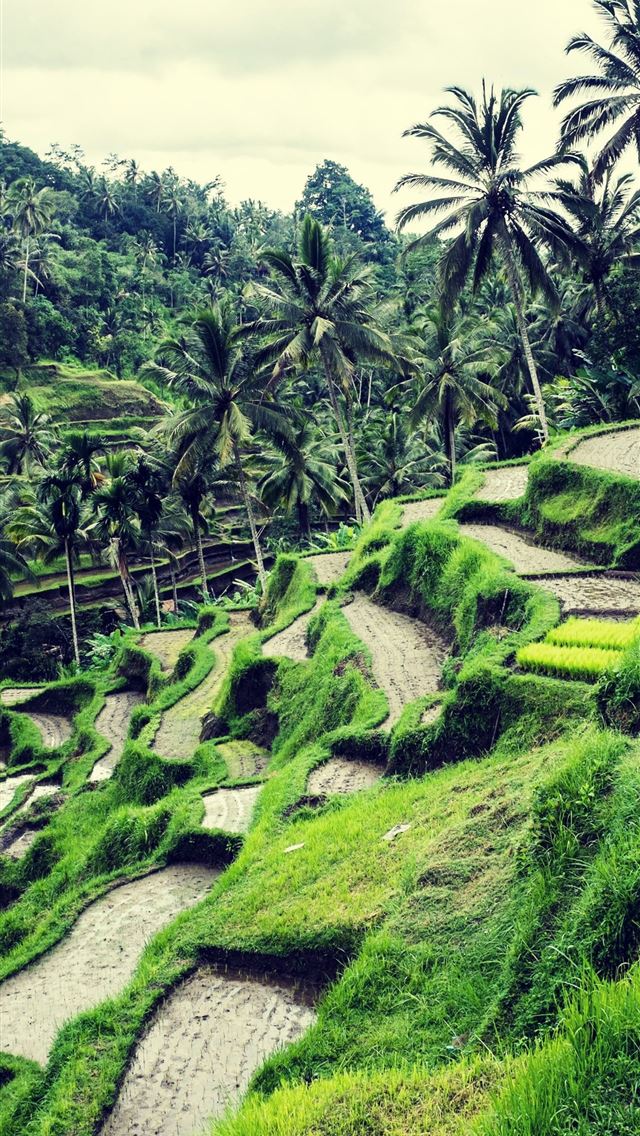 640x1136 Rice Fields Bali Indonesia Top Free Rice Fields Ba... - indonesia iPhone Wallpaper