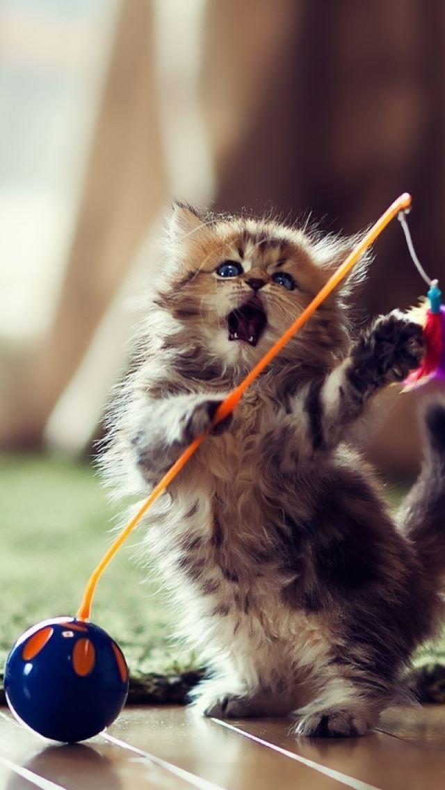 640x1136 Lovely Playful Kitten -  iPhone Wallpaper