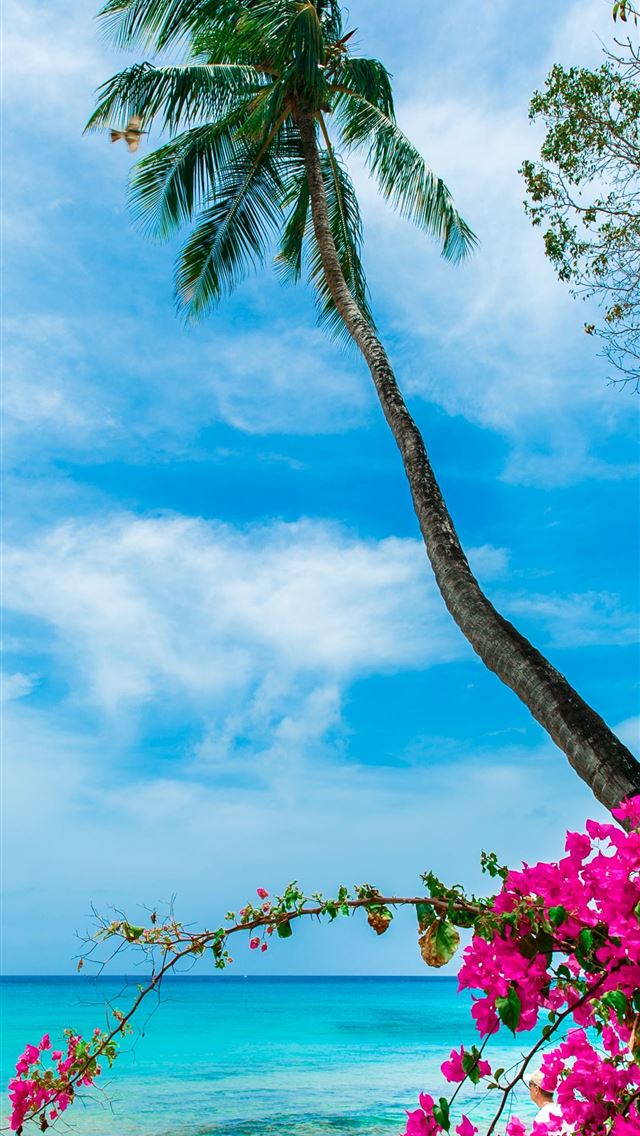640x1136 The Lone Star on the Beach Barbados in the Caribbe... - barbados iPhone Wallpaper