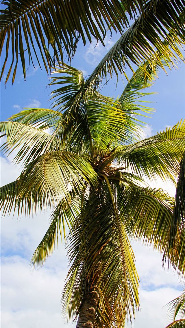 640x1136 Beach Caribbean Barbados Coast sea beach free imag... - barbados iPhone Wallpaper